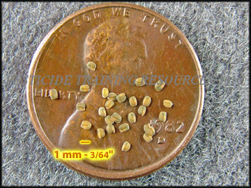 Seed