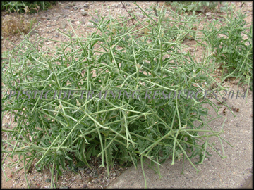 Mature Plant