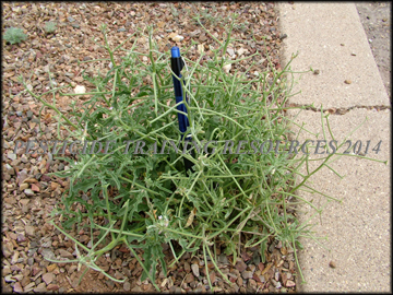 Mature Plant
