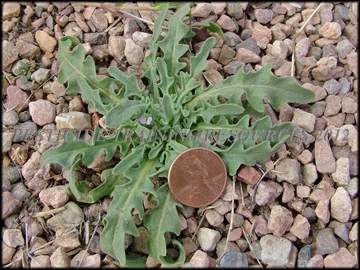 Small Plant