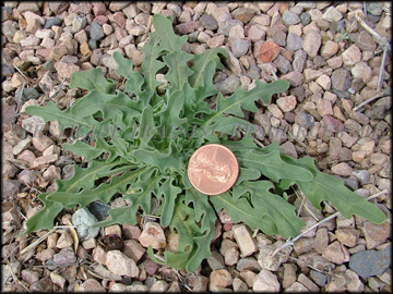 Seedling
