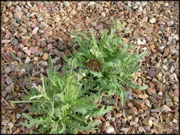 Two Plants