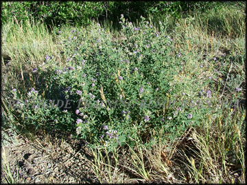 Plant on Roadside
