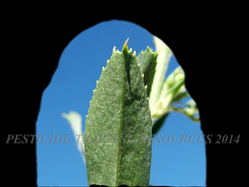 Leaf
