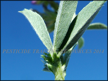 Hairy Leaves
