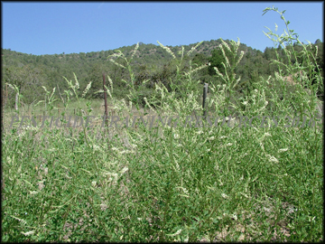 Plants