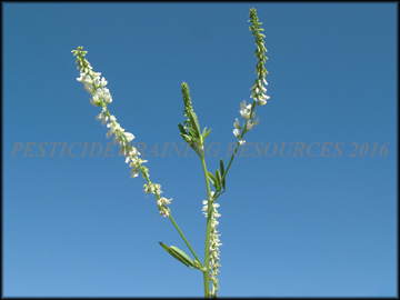 Inflorescence