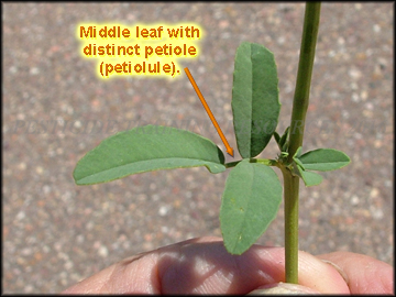 Top of Leaves
