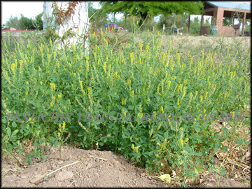 Foliage