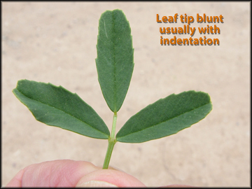 Leaf and Stem