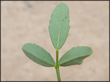Leaf and Stem