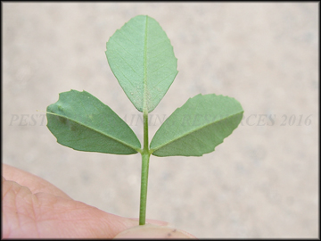 Top of Leaf