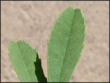 Bottom of Leaf