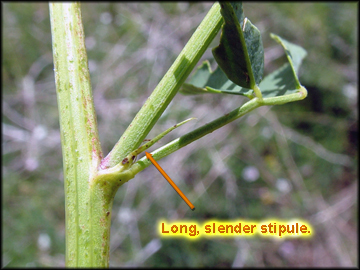 Stipule