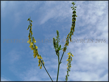 Inflorescence