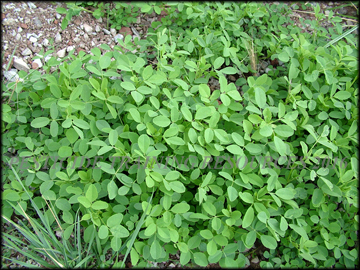 Small Plants