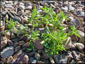 Small Plant
