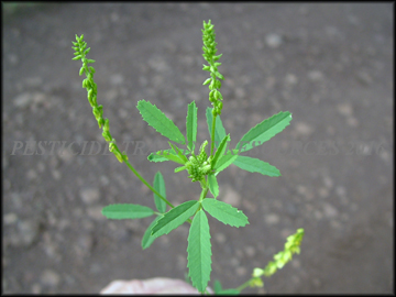 Foliage