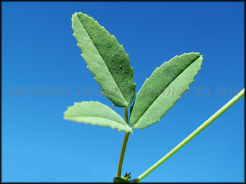 Leaves