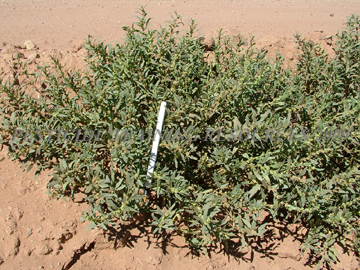 plants
