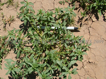 Plant