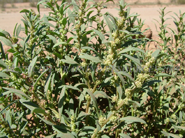 Foliage