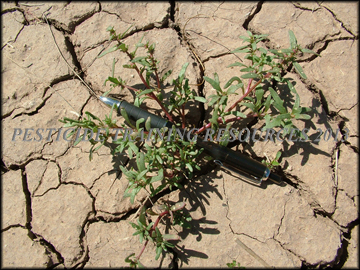 Small Plant
