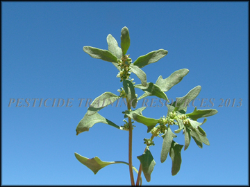 Foliage
