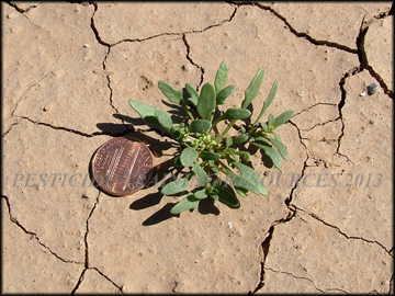Seedling