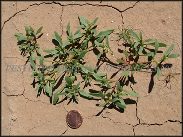 Seedlings