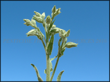 Foliage
