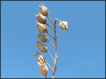 Dry Fruit