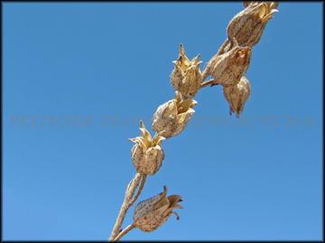 Dry Fruit