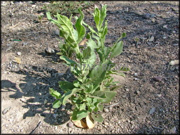 Small Plant