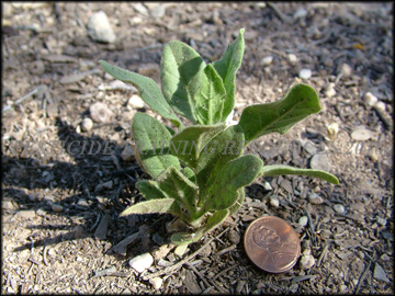 Small Plant