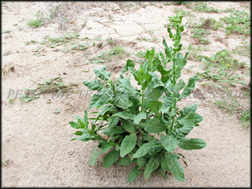 Plant