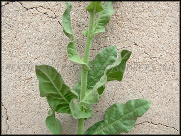 Foliage