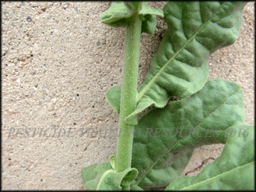 Foliage