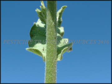 Leaf and Stem