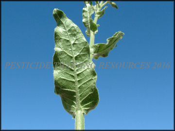 Leaf and Stem