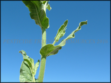 Foliage