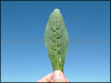 Top of Leaf