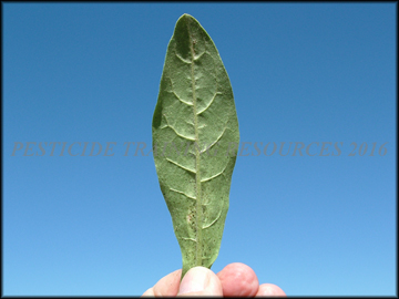 Bottom of Leaf