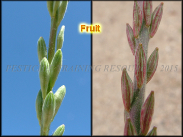 Fruit