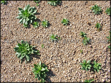 Small Plants