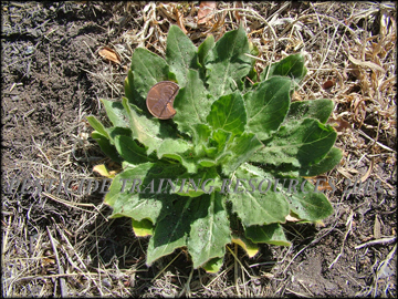 Small Plant