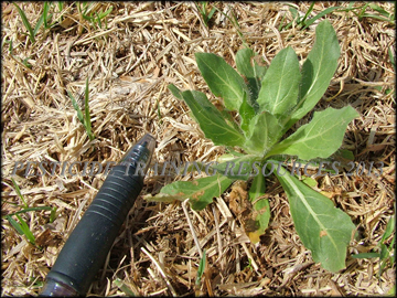 Small Plant