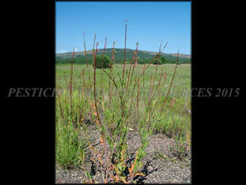 Mature Plants