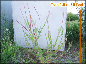 Mature Plants