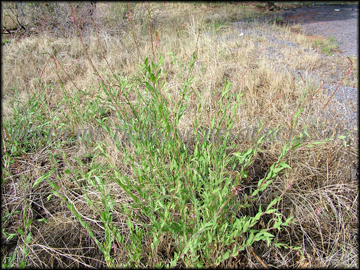 Plant